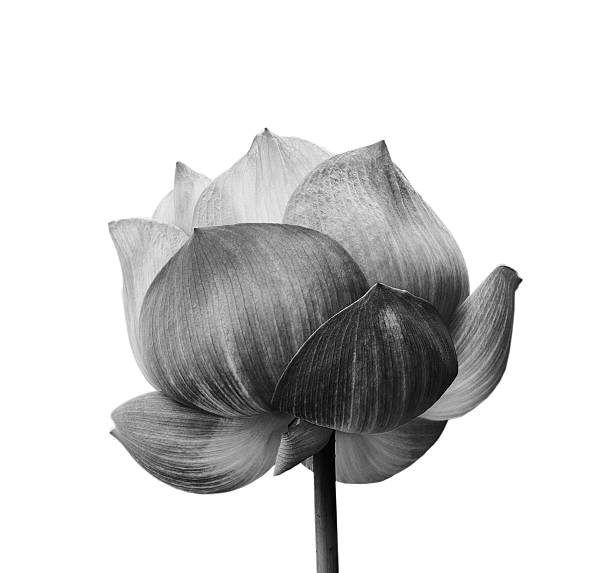 istock Lotus flower in black and white 453993595