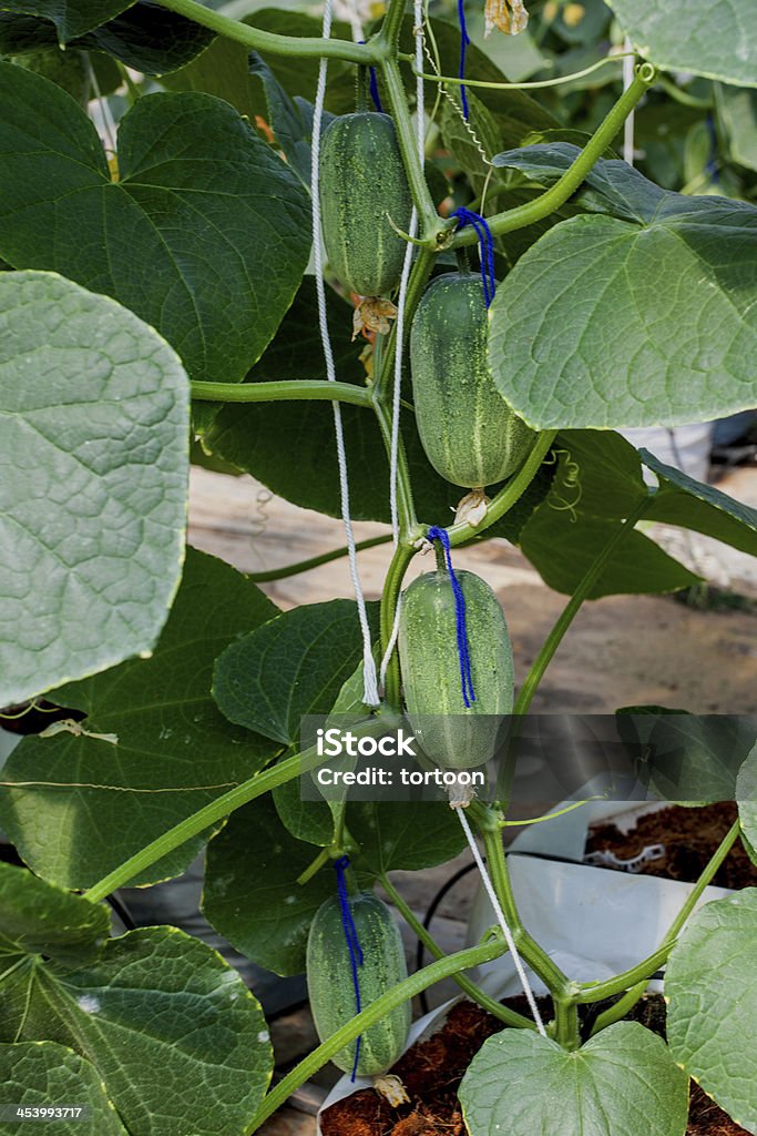 Campo pepino na estufa - Foto de stock de Agricultura royalty-free