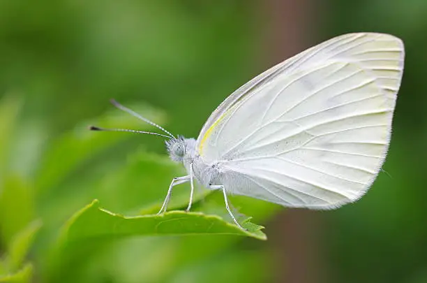 small cabbage white butterfly  (Pieris rapae) resting on a leaf