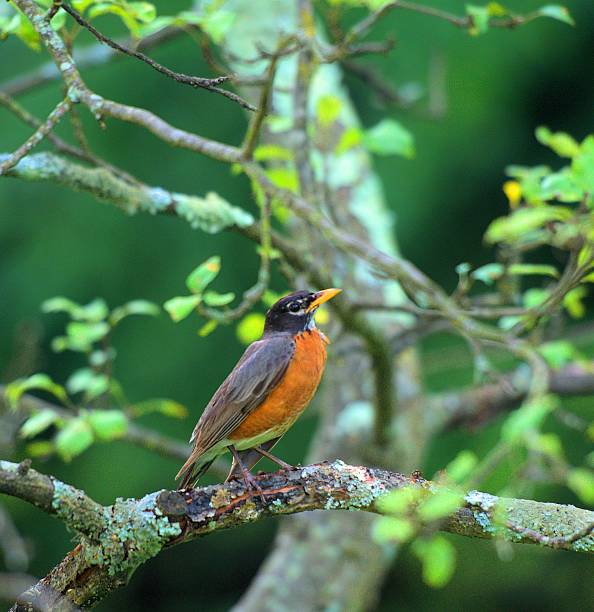 Robin in tree stock photo