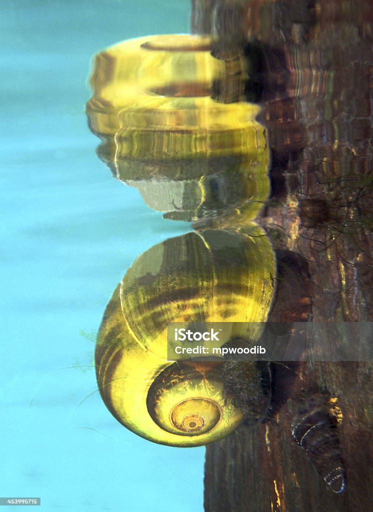 Freshwater Snail Near the Surface A Freshwater Snail, believed to be an Apple Snail, just below the water surface attached to a Cypress Tree in Merritts Mill Pond a seven mile long lake in Marianna, FL. Color Image Stock Photo