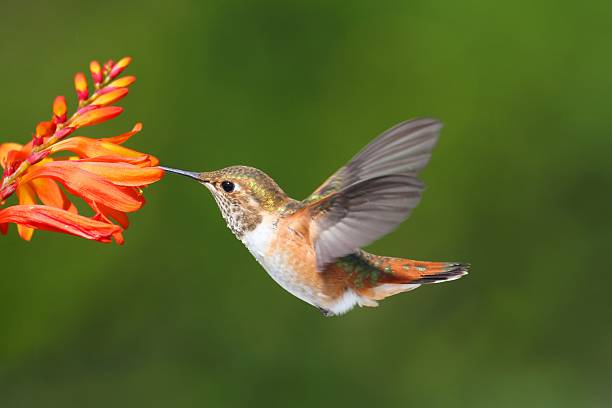 istock Male Allens Hummingbird (Selasphorus sasin) 453995853