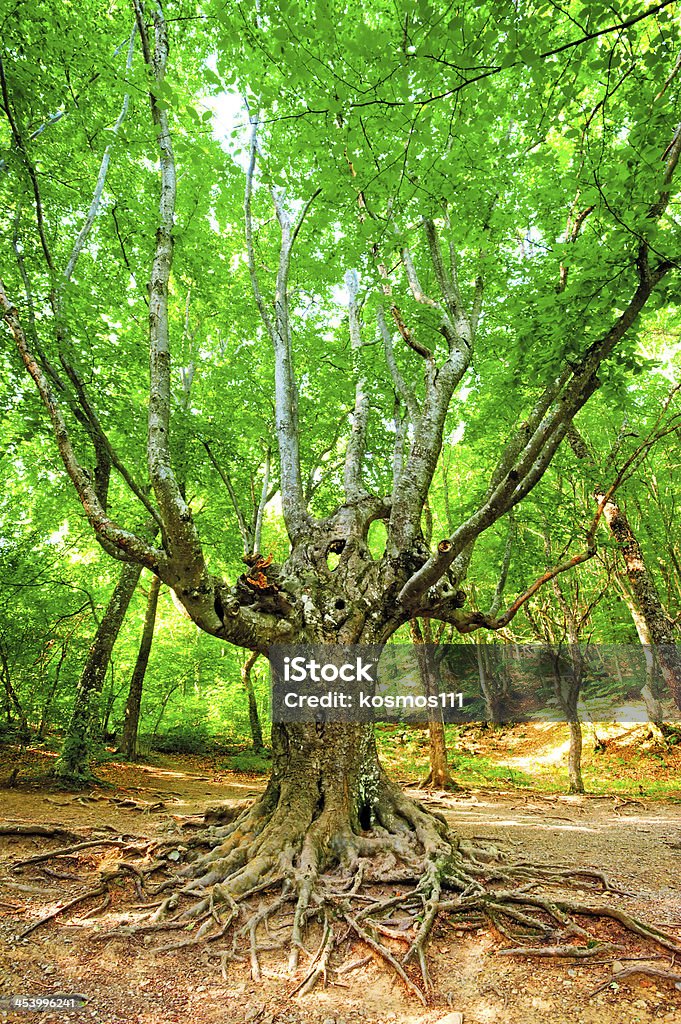 Old branchy Forêt de Hêtre à feuilles persistantes. - Photo de Antique libre de droits