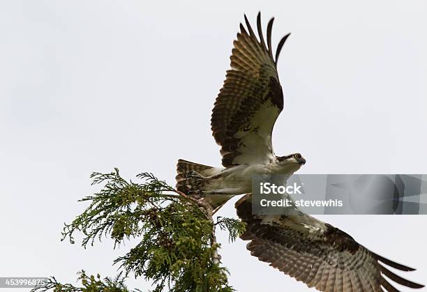 Falco Pescatore Decollare Da Un Albero - Fotografie stock e altre immagini di Falco pescatore - Falco pescatore, Seattle, Ala spiegata