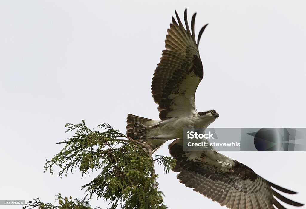 Osprey Отрываться от земли с дерева - Стоковые фото Сиэтл роялти-фри