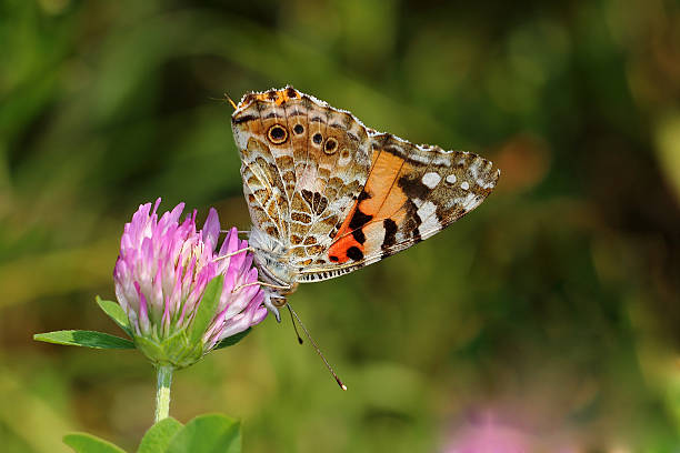 istock Painted Lady (Vanessa cardui) on clovers flower 454001545