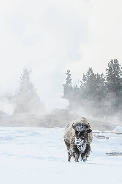 Frosty bison in snow at Old Faithful