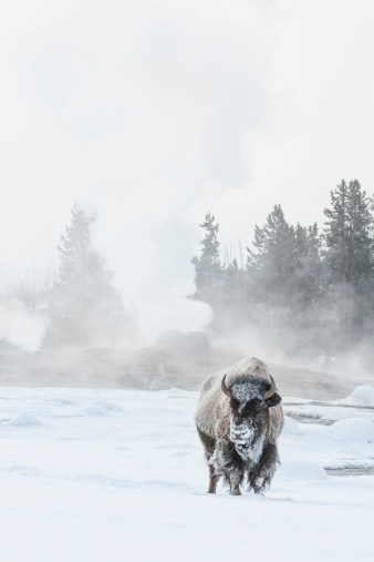 A lone Bison animal with frosty icy fur stands in near steam  erupting from Castle Geyser to warm himself on a subzero winter morning at Old Faithful basin, Yellowstone National Park, Wyoming, USA