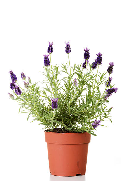 istock One separated lavender flower in a pot. 454006273