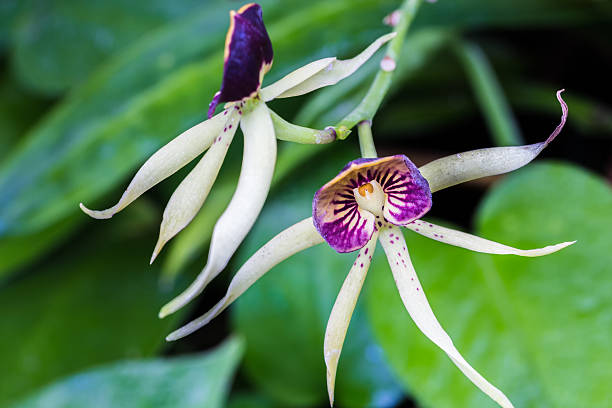 Encyclia Green Hornet Orchid Two encyclia Green Hornet orchids on the vine encyclia orchid stock pictures, royalty-free photos & images