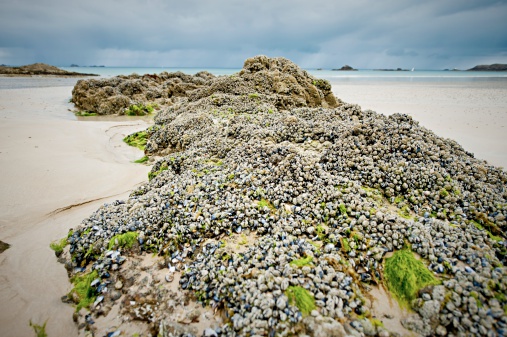 coast,oysters,rocky,sandy,low tide,