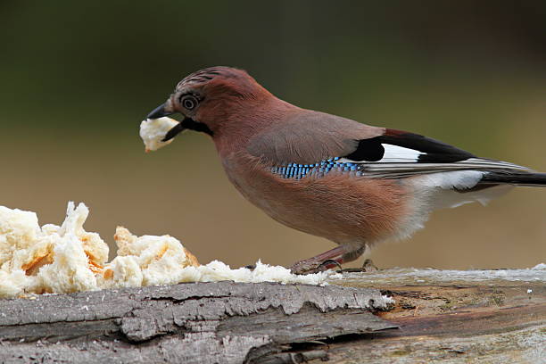 european jay ( garrulus glandarius ) attracted with bread for photo shooting