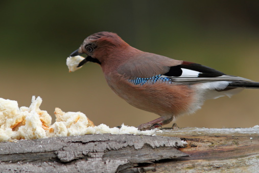 european jay attracted with bread