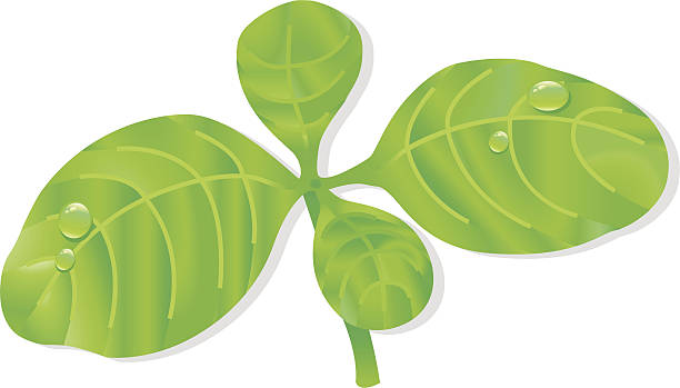 illustrations, cliparts, dessins animés et icônes de basilic commun leafs avec waterdrops (herbes). - küchenkräuter