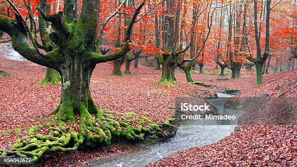 Forest In Autumn With A Stream Stock Photo - Download Image Now - Autumn, Autumn Leaf Color, Beech Tree