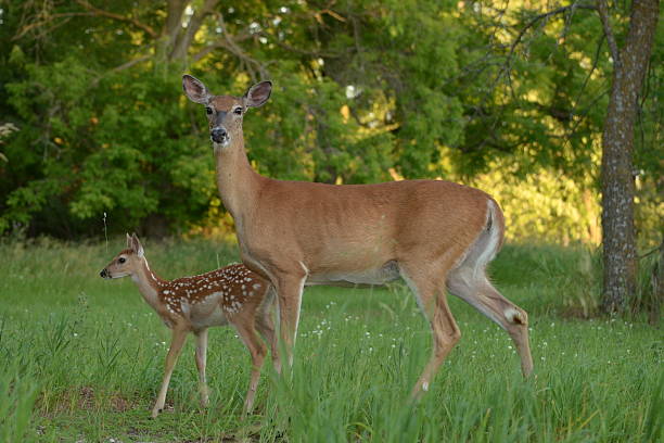 mutter und kind - ricke stock-fotos und bilder