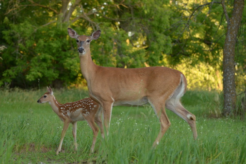A White-tailed Doe with her Fawn standing together in the evening grass