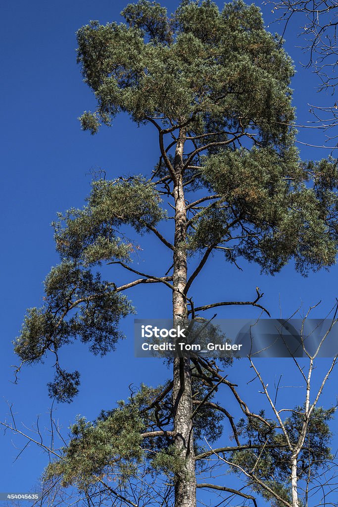 treetop in an autumn park Sun shining in the sky among treetops in an autumn park Autumn Stock Photo