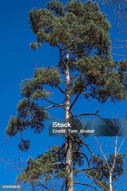 Treetop In An Autumn Park Stock Photo - Download Image Now - Autumn, Backgrounds, Condiment