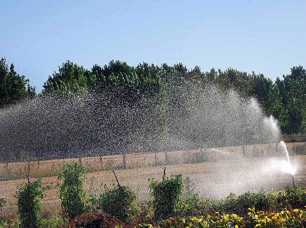 istock Irrigation in cultivated field 4 454045801