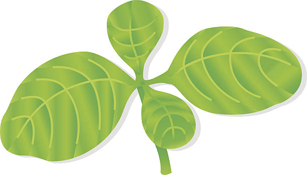 共通バジル leafs （ハーブ）。 - küchenkr�äuter点のイラスト素材／クリップアート素材／マンガ素材／アイコン素材