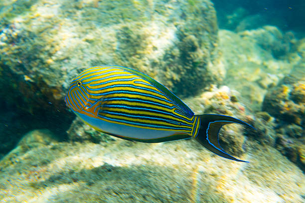 istock Coral reef and Striped sweetlips Plectorhynchus polytaenia 454047557