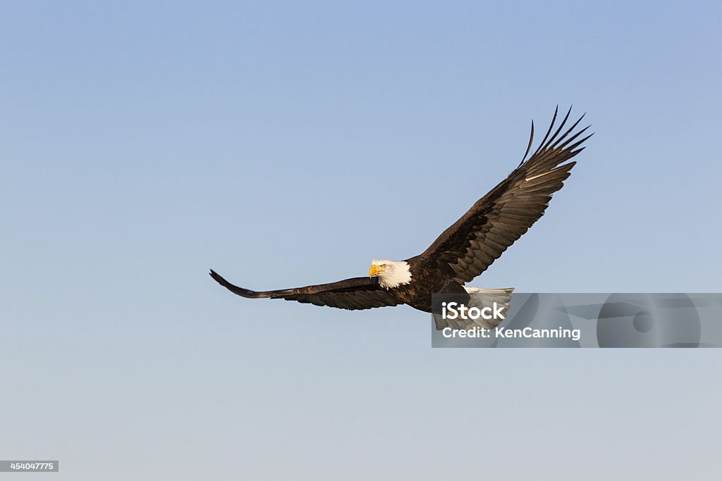 Bald Eagle strzelistym - Zbiór zdjęć royalty-free (Ameryka)
