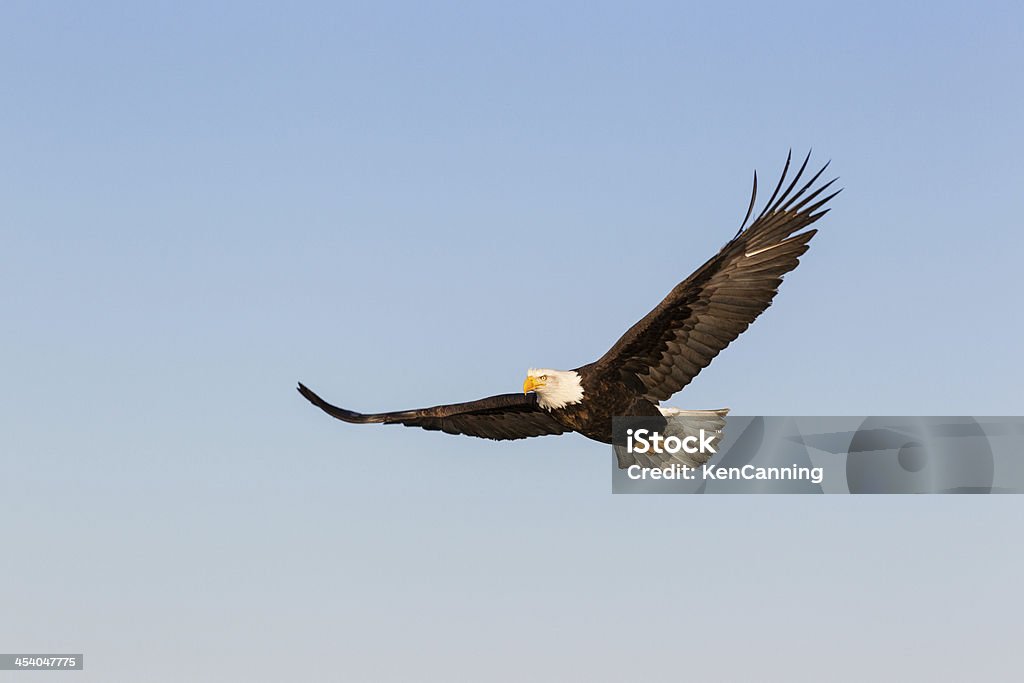 Eagle Careca escaldante - Royalty-free Alasca Foto de stock