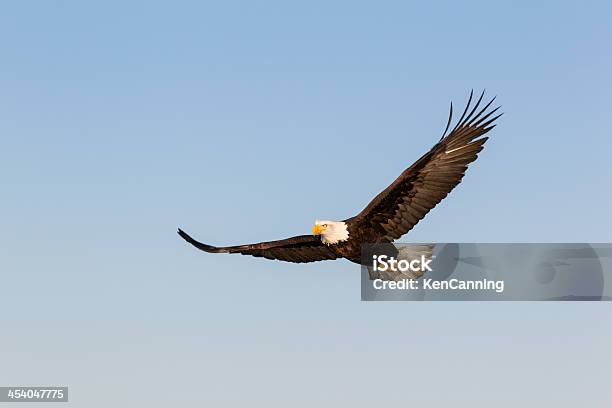 Eagle Careca Escaldante - Fotografias de stock e mais imagens de Alasca - Alasca, América do Norte, Animais caçando