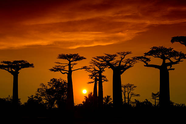 istock Silhouette of Baobab trees in Madagascar 454047873