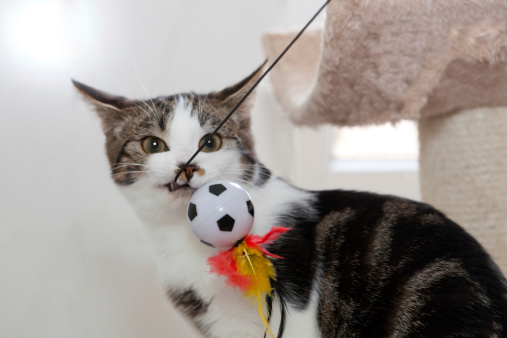 he keep them all: funny kitten holding soccer ball in mouth, focus on muzzle and ball