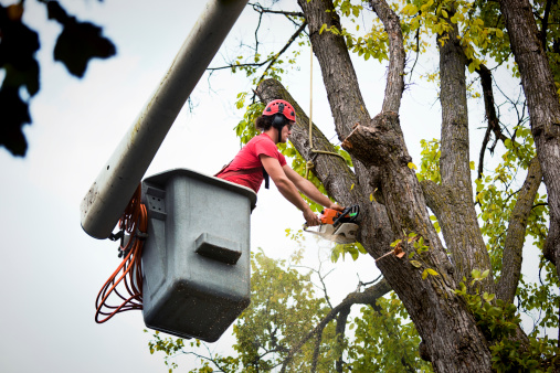 Subject: A tree surgeon arborist expert working on removing a tree with chain saw and heavy equipment.