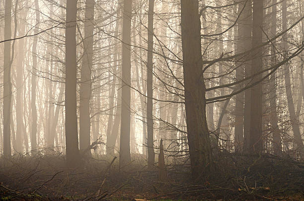 istock Dark spruce forest in fog back lit 454048945