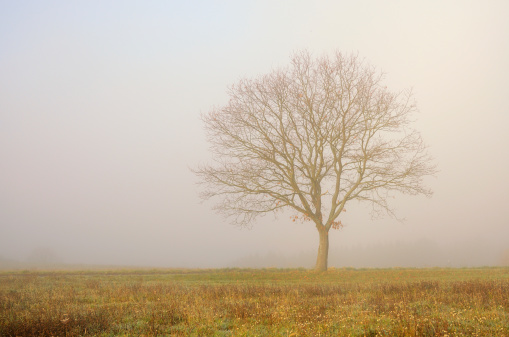 Single bare oak tree on field in fog