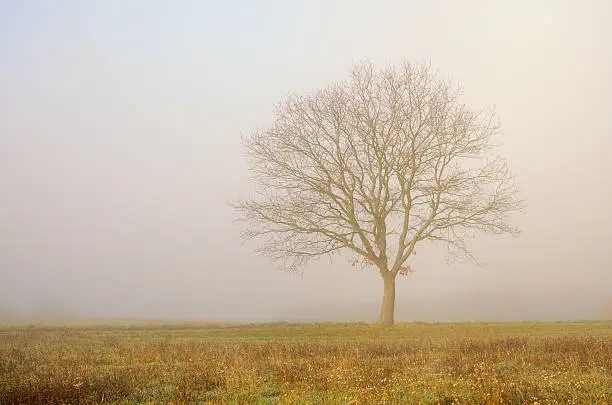 Photo of Single bare oak tree on field in fog