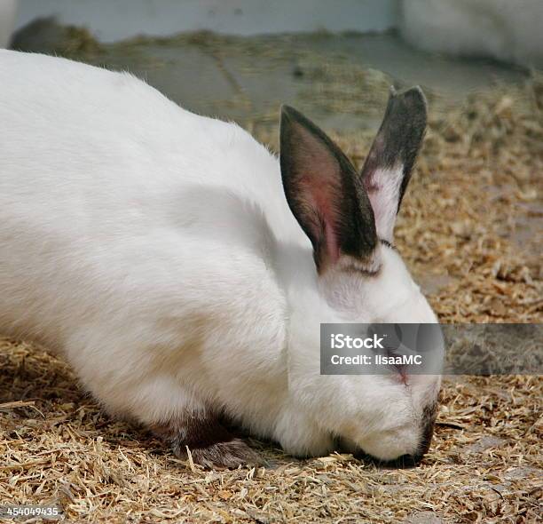 White Rabbit Torso White Rabbit Stock Photo - Download Image Now - Agriculture, Animal ...