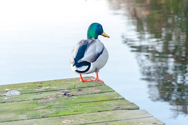 istock Duck at the lake 454049485