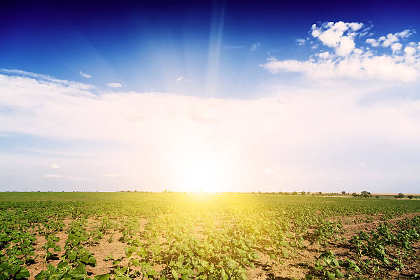 istock Sunrise field of sunflowers under blue sky. 454049655