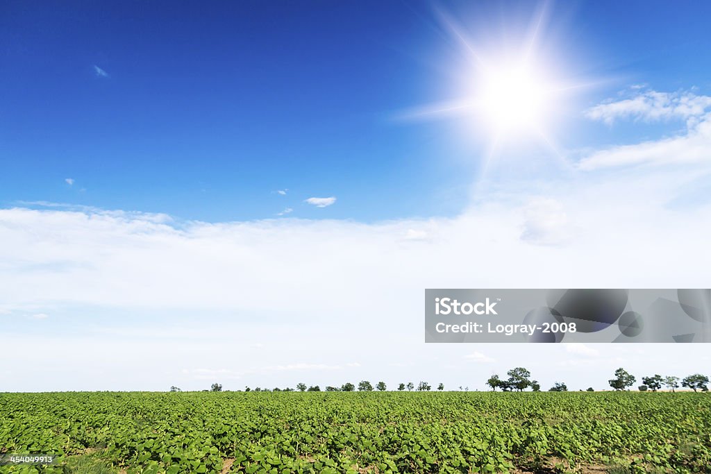 Sunrise campo de sunflowers bajo cielo azul. - Foto de stock de Agricultura libre de derechos