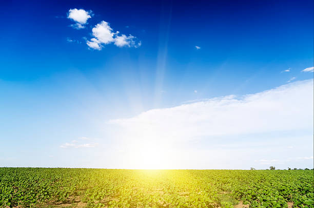 istock Sunrise field of sunflowers under blue sky. 454049931