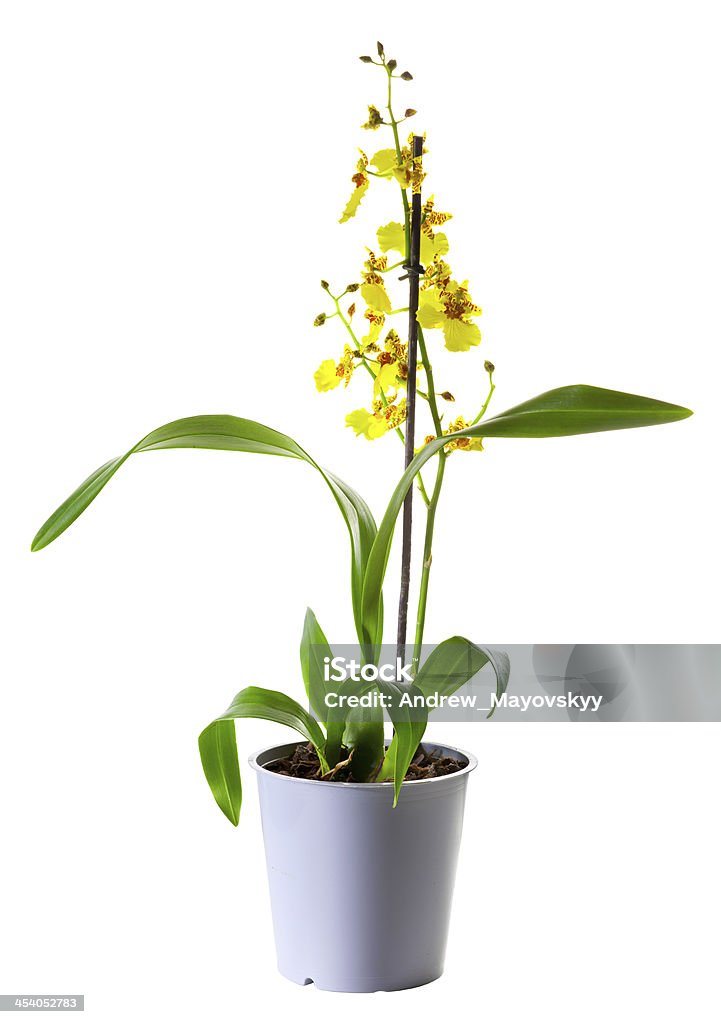 Foto de Orquídea Em Flowerpot Oncidium Amarela e mais fotos de stock de  Oncidium - Oncidium, Orquídea, Amarelo - iStock