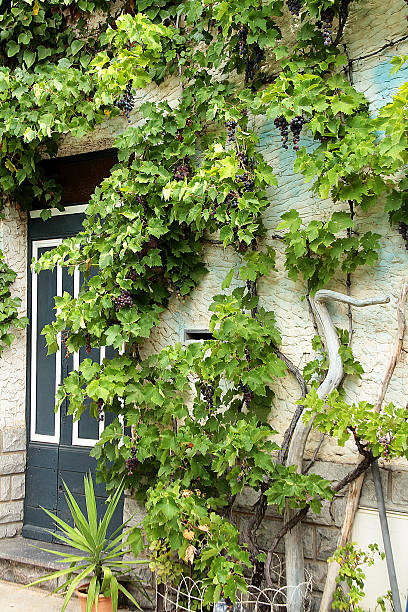 porta francesa tradicional - france holiday villa built structure vertical - fotografias e filmes do acervo