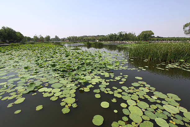 istock lotus pond in a park 454054335