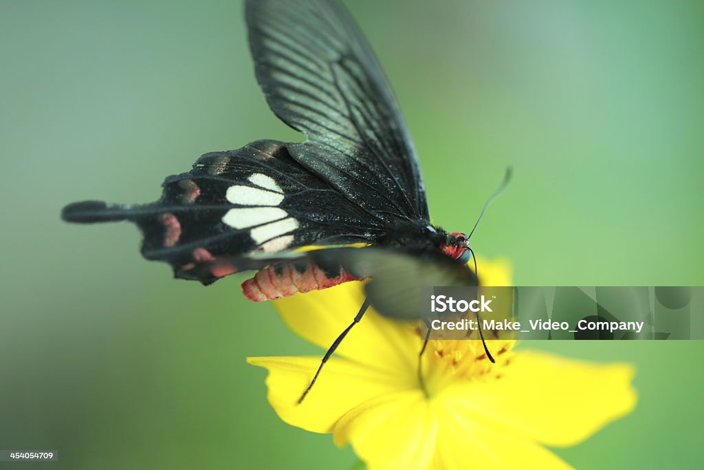 Papillons sur une fleur - Photo de Parterre de fleurs libre de droits