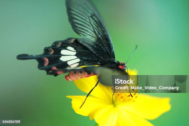 Foto de Borboletas Em Flores e mais fotos de stock de Canteiro de Flores - Canteiro de Flores, Amarelo, Animal