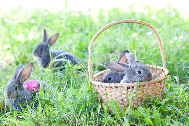 istock Cute bunnies outdoors 454055189