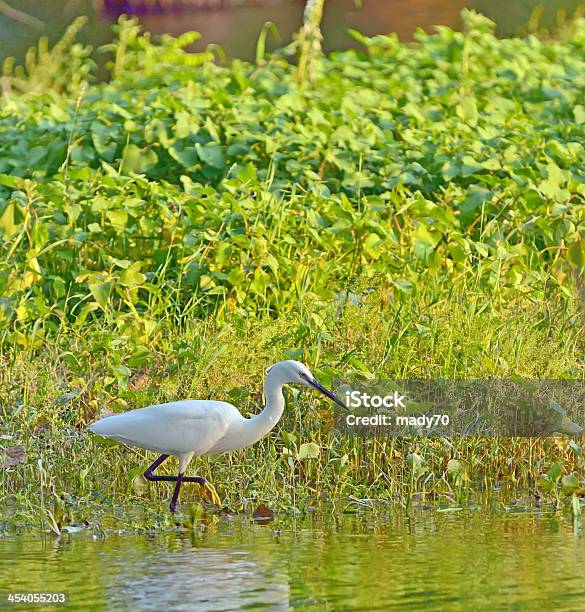 Seidenreiher Stockfoto und mehr Bilder von Bunter Reiher - Bunter Reiher, Delta, Donau