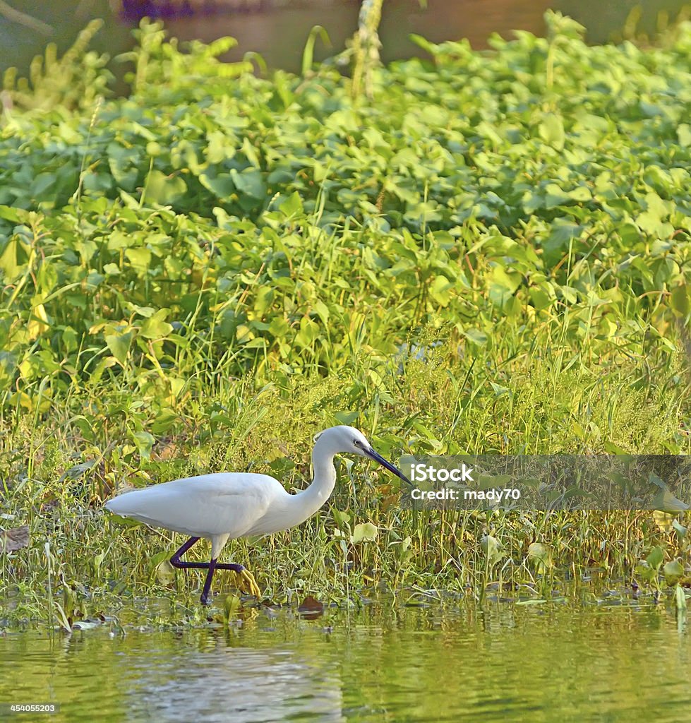 Маленькая Белая цапля (Egretta garzetta) - Стоковые фото Lake Waterfowl роялти-фри