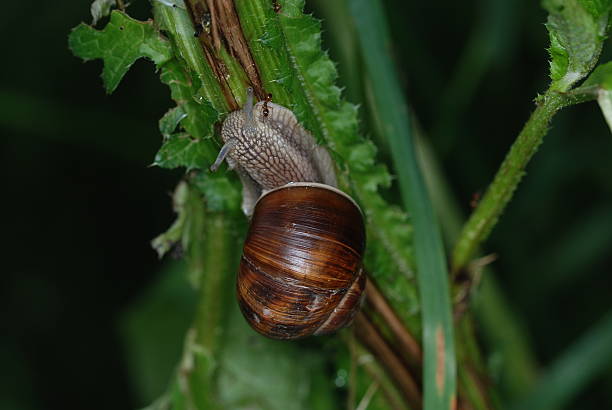 Large garden snail v.s. Ant stock photo