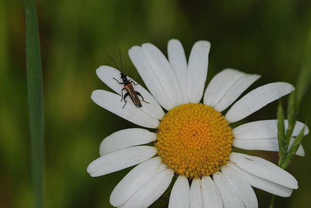 Bug on a Flower stock photo